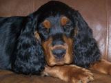 Gordon Setter Puppies For Sale in Wisconsin