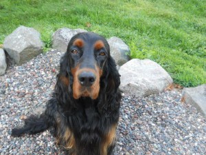 Gordon Setter Puppies For Sale in Wisconsin