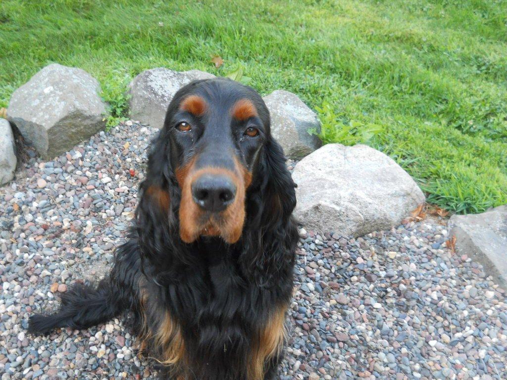 Gordon Setter Puppies For Sale in Northern Wisconsin